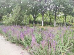 -永定河休闲森林公园