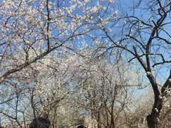 -桃花堤公园