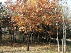 -长春公园(普阳街道)