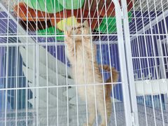 -喵百万·布偶·蓝金金渐层英短·猫舍(百子湾店)