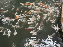 -南宫五洲植物乐园