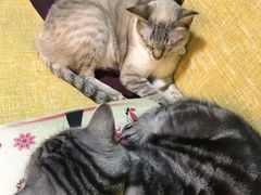 -李小姐の猫咖啡馆(五角场店)