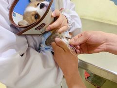 -米苏动物医院·犬猫专科·骨科外科内窥镜