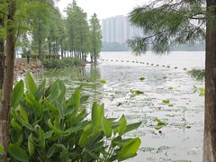-飞来湖湿地公园