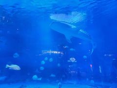 -烟台海昌鲸鲨海洋公园