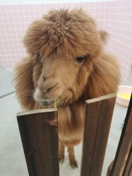 -Moni星球萌宠·小马宝莉·灵蛇·高端高阶全萌宠互动体验俱乐部(红豆国际广场店)