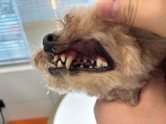 -帕帕拉兹宠物(亚洲旗舰店)