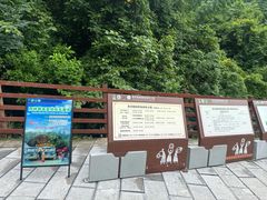 -西双版纳原始森林公园