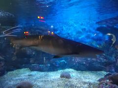 -烟台海昌鲸鲨海洋公园