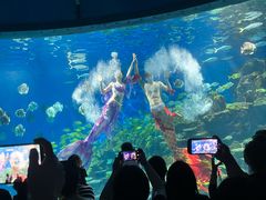 -海合安武汉极地海洋公园