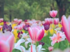 -长春公园(普阳街道)