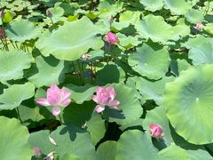 -莲花池公园