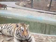 -栾川竹海野生动物园