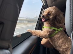 -老麻抄手(吉庆街店)