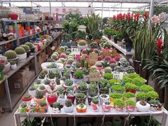 -秦美花卉(天朗·莱茵小城2期店)