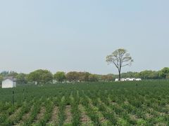 -上海杨姆庄园