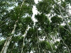 android_upload_pic-塞罕坝国家级自然保护区