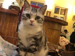 -猫色咖啡·猫咖