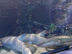 -太平洋海底世界