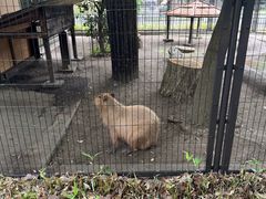 -井之头恩赐公园