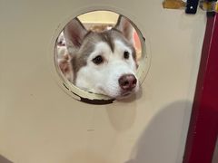 -和它·交个朋友·狗咖猫咖(爱琴海店)