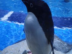 -上海海昌海洋公园