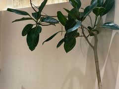 -稻田秋(怡美广场店)