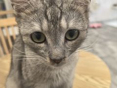 -楼上猫咖(罗湖店)