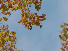 -田园东方蜜桃村的田野营地