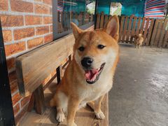 -柴犬高等学院·狗咖·柴犬售卖·宠物训练