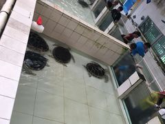 -广东惠东海龟国家级自然保护区