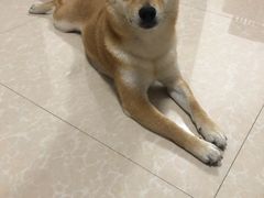 -有宠宠物(YOUCOIN·未来店)