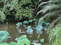-中国科学院西双版纳热带植物园