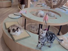 -CAT’S MEWSTAR CAFE·喵星球猫屋(晴湾咖啡店)