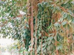 -船政文化景区-罗星塔公园