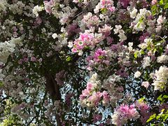 -深圳国际园林花卉博览园