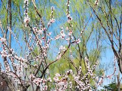 -永定河休闲森林公园