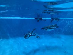 -帝企鹅自助餐厅•儿童岛•真企鹅(长隆企鹅酒店)