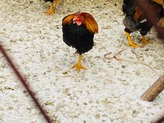 -鱼窝棚柴火铁锅炖(富山屯店)