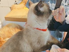 -Heymao猫咖.咖啡厅(东门店)