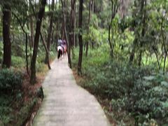 -铁山坪森林公园