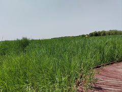 -西青郊野公园