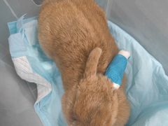 -爱侣宠医·鹦鹉专科·小型哺乳类·异宠专科(灵石路店)