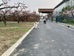 -桃花岛景观公园