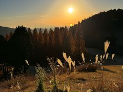 -神户市立六甲山牧场