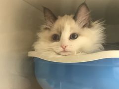 -lincat·猫舍(广州店)