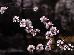 -国家植物园