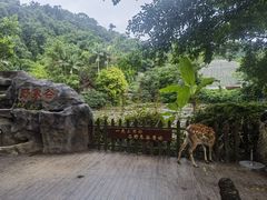 -野象谷景区