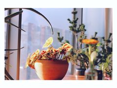 -半山腰·云南菜(侨福芳草地店)