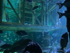 -悉尼海洋生物水族馆